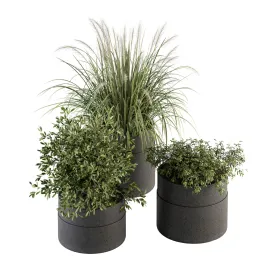 Indoor Plant Set Plants Set in Pot